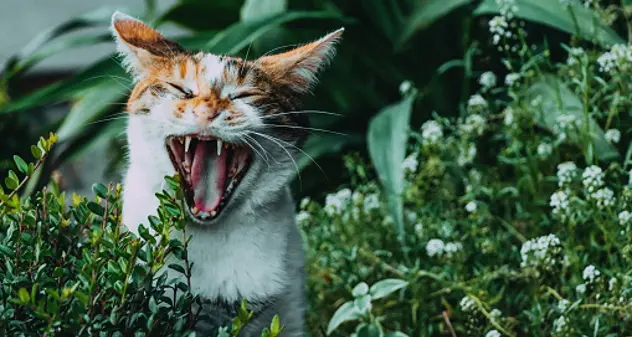 Ucraina, gare vietate ai gatti russi