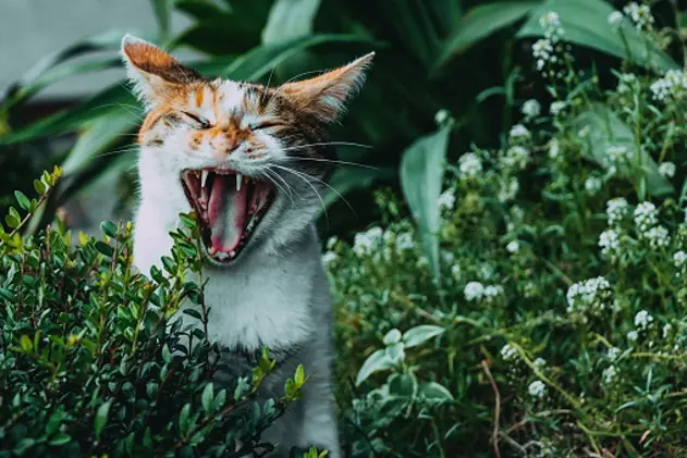 The cutest yawning cat lurking in the bushes