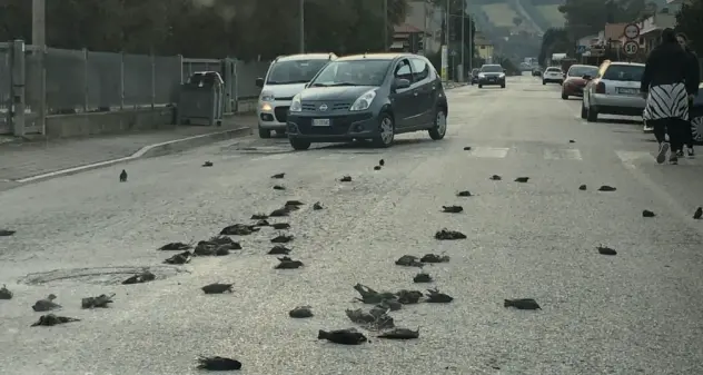 Il mistero della strage di uccelli in Abruzzo