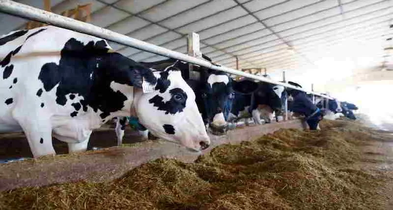 A rischio blocco la produzione di mangimi, a causa della guerra mancano le materie prime. Allevatori in stato di allerta