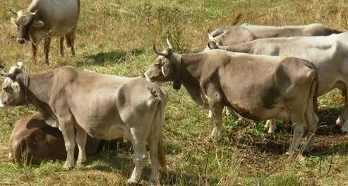 Viddalba. Ucciso per vendetta un capo bovino. Tre sono gravi