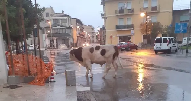 Toro a spasso per le strade di Tortolì
