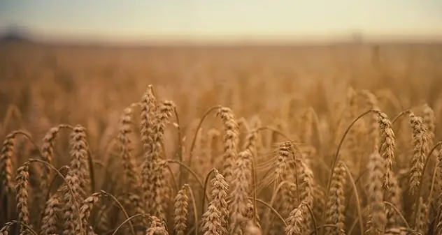 Crisi Ucraina. Mosca verso lo stop a export di grano e zucchero