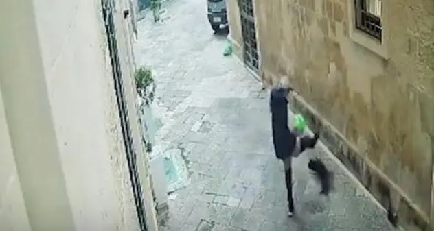 Gatto ucciso a calci in pieno centro storico a Lecce