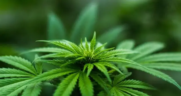 Cannabis light, sentenza della Cassazione: \"Vendita illegale\"