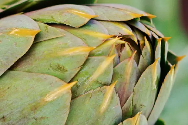 Artichoke closeup