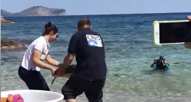 Torna in mare Hermaea: la tartaruga ferita a una zampa da un filo nylon
