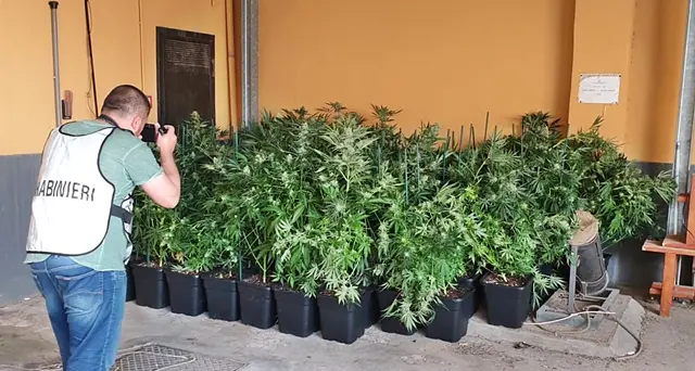 Pizzaiolo col “secondo lavoro”, in casa aveva allestito una serra di marijuana. Arrestato