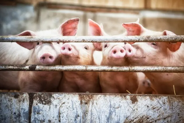 Happy pigs living  on organic ecological farm in Denmark..