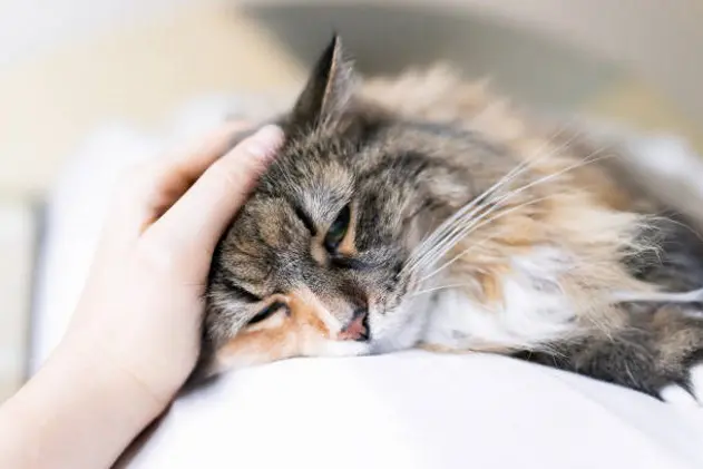 Closeup portrait of one sad calico maine coon cat face lying on bed in bedroom room, looking down, bored, depression, woman hand petting head