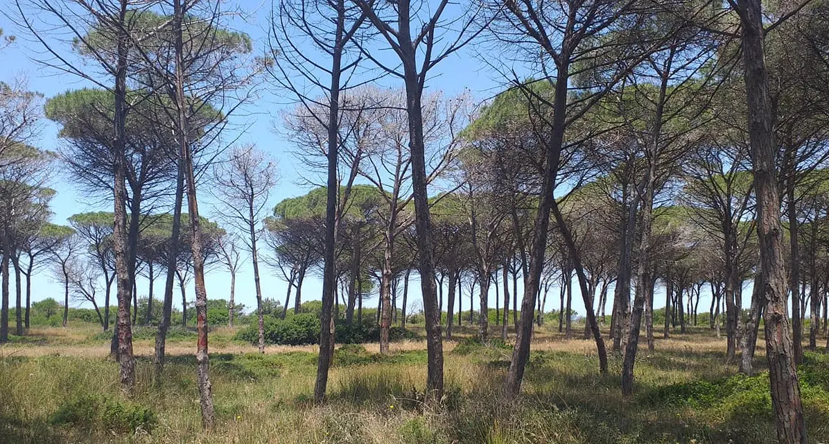 “Salvaguardare la pineta litoranea”, ecco l’appello di Manuela Pintus