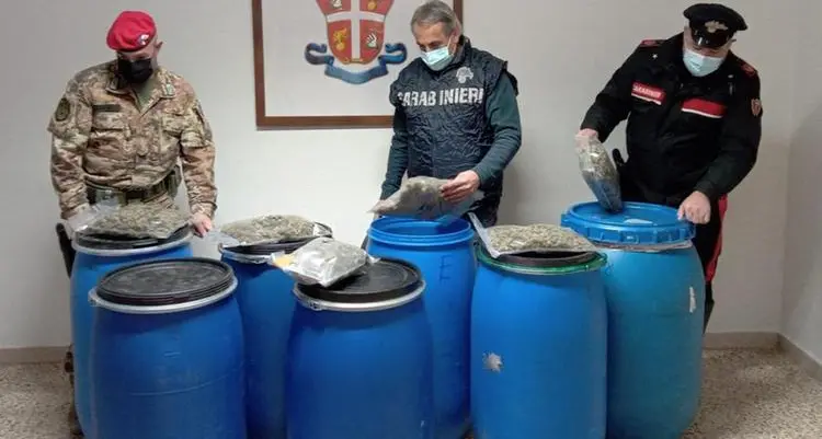 Nell'ovile 36 kg di marijuana, arrestato allevatore di Burgos