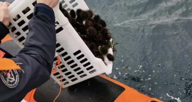 Alghero. La Guardia Costiera sequestra 700 ricci appena pescati