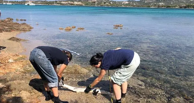 Tre verdesche uccise da ami da pesca