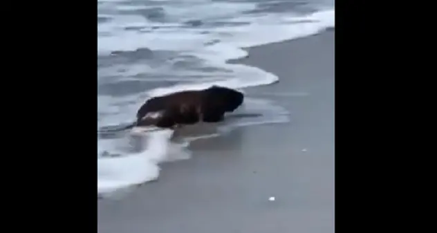 Grossa nutria in acqua al Poetto, il video virale sul web