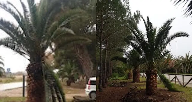 Vandali del verde ad Alghero. Danneggiate le palme di Viale I Maggio