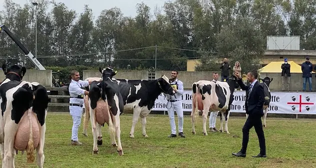 Al via le mostre zootecniche della Sardegna