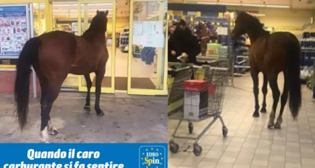 Il cavallo entrato all’Eurospin ora diventa il testimonial della catena di supermercati