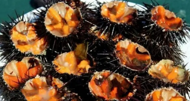 Pescatori di frodo fermati dalla Forestale con 4mila ricci di mare