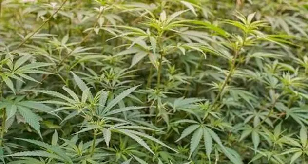 150 kg di marijuana in un capannone di Telti: due condanne