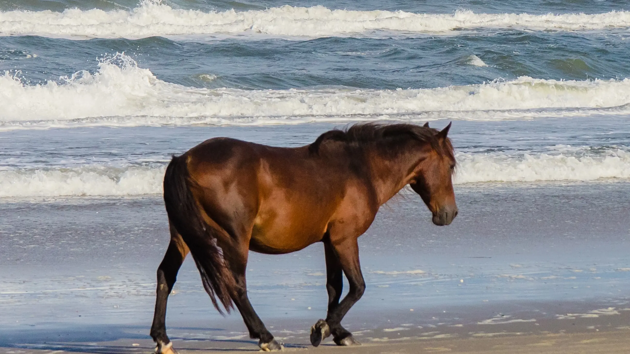 Equini come animali da affezione: proposta di legge per evitare la macellazione