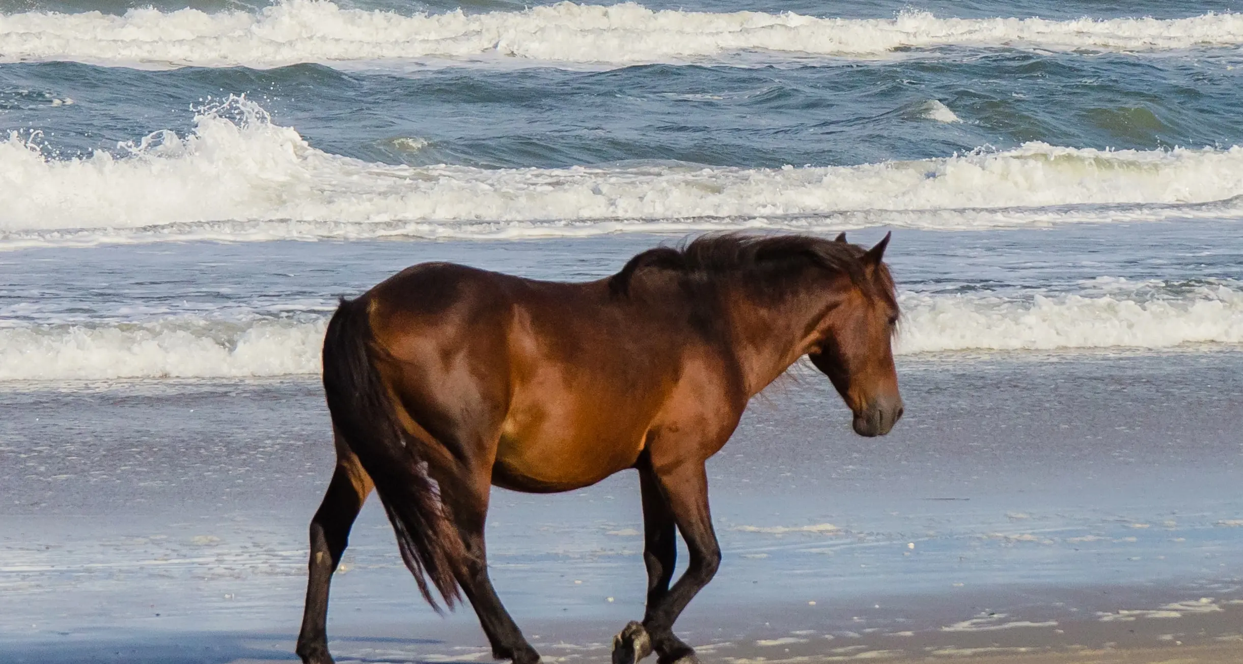 Cagliari. Cavallo imbizzarrito travolge un ciclista al Poetto