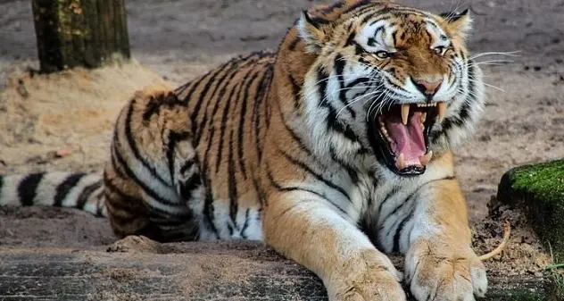 Tigre fugge da gabbia del circo e ammazza un pony: catturata