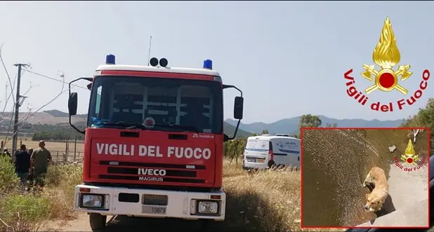 Cane intrappolato in un canale: salvato dai Vigili del Fuoco