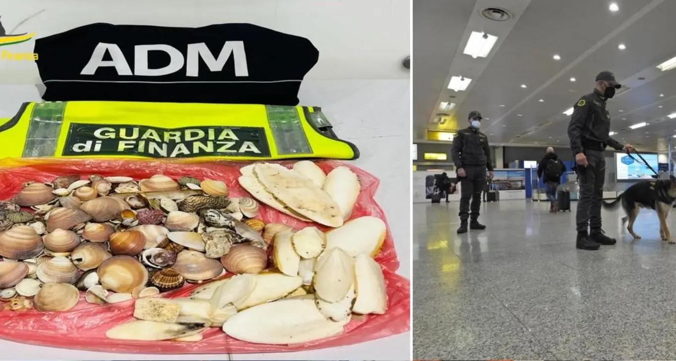 Guardia di finanza. Sequestrate 564 conchiglie e 48 prodotti contraffatti