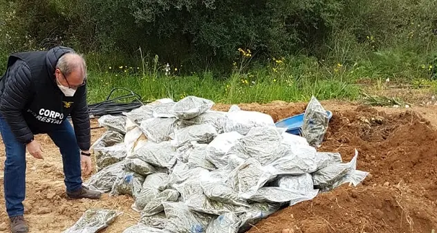 Vallermosa. Rinvenuti 342 kg di marijuana: denunciati due giovani allevatori