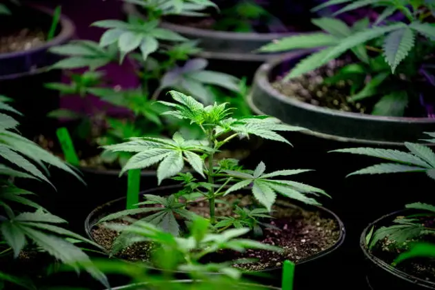 Close Up of a Young Hemp or Marijuana Plant Growing in a Nursery Getting Ready to be Planted in a Field