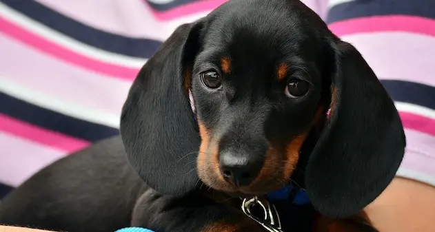 Ploaghe dice no al randagismo, ecco il regolamento per le adozioni dei cani