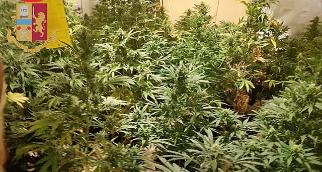 In casa allestisce una piantagione di marijuana. La Polizia ammanetta un 33enne: ecco di chi si tratta. VIDEO