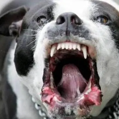 Pitbull aggredisce bimba di un anno, la madre lo uccide a coltellate