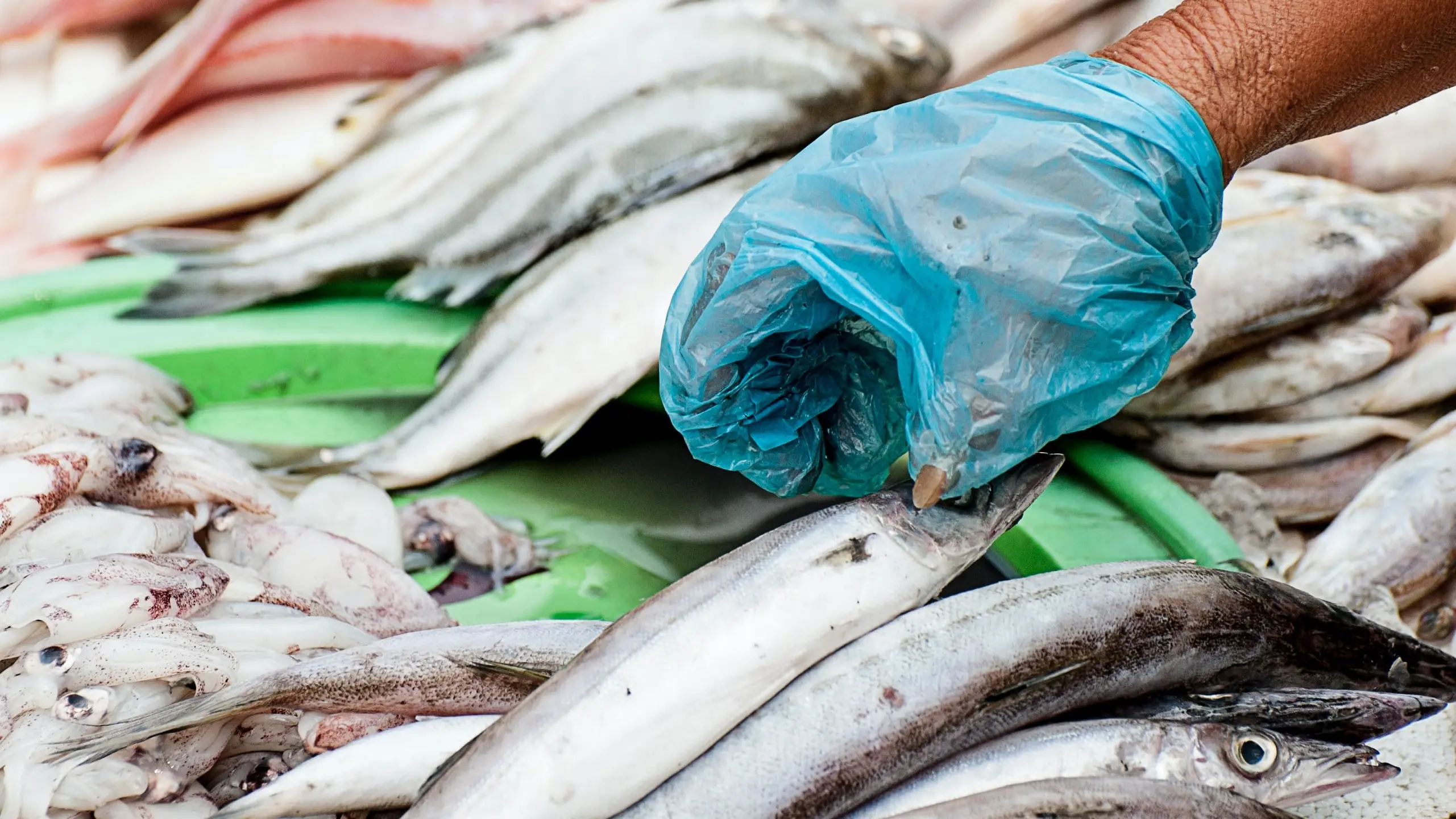 Mercato ittico di Cagliari in crisi, gli operatori chiedono un confronto