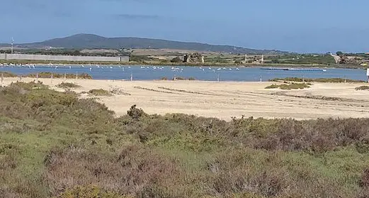 Progetto “Life”, si ripopolano le saline di Stintino