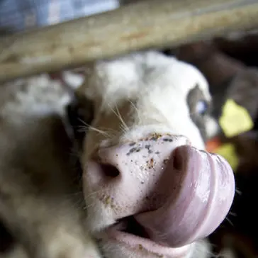Vaccini contro la Bluetongue: stanziati 650.000 euro per le ASL sarde