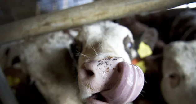 Vaccini contro la Bluetongue: stanziati 650.000 euro per le ASL sarde