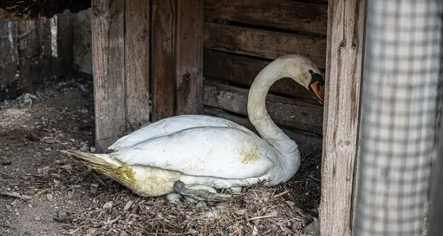 Cagliari. Coppia di cigni traslocata per cova delle uova in sicurezza