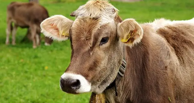 Dalla Regione 8 milioni per il settore bovino da carne