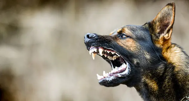 Cagliari. Poliziotto aggredito da un cane, fermato grazie al taser