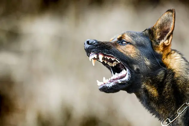 Aggressive dog shows dangerous teeth. German sheperd attack head detail.