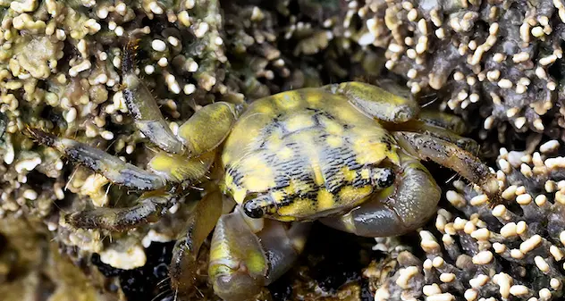 Importante scoperta nell'AMP Capo Caccia Isola Piana: nuova specie di granchio