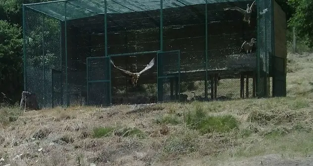 Life Under Griffon Wings, tredici nuovi grifoni volano nei cieli sardi