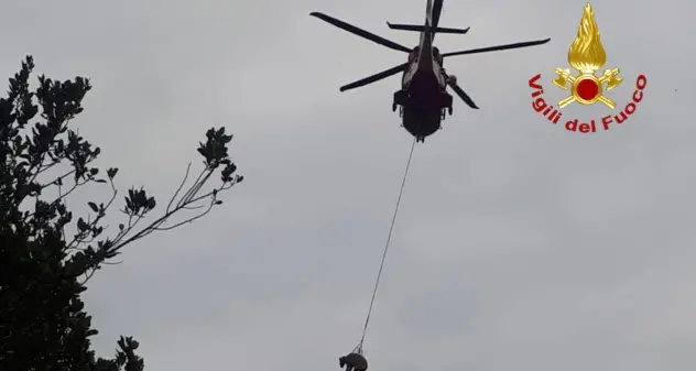 Isili. Una mucca cade in un fossato, i Vigili del Fuoco la soccorrono con l’elicottero