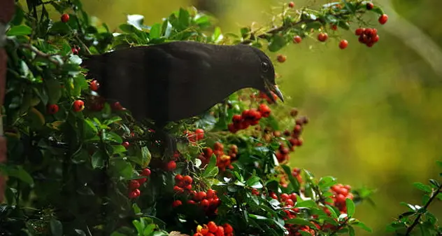 La pianta magica della settimana: il Tasso, Albero della Morte