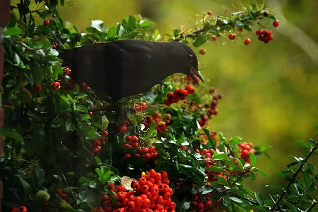 Blackbird eating berry\\'s on an autumn day