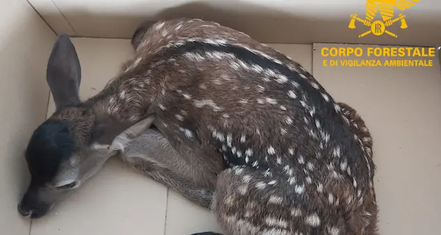 Seneghe. Cerbiatto salvato dagli agenti della Forestale