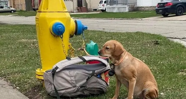 Uno zaino pieno di giocattoli e una lettera straziante accanto alla cagnolina legata a un idrante