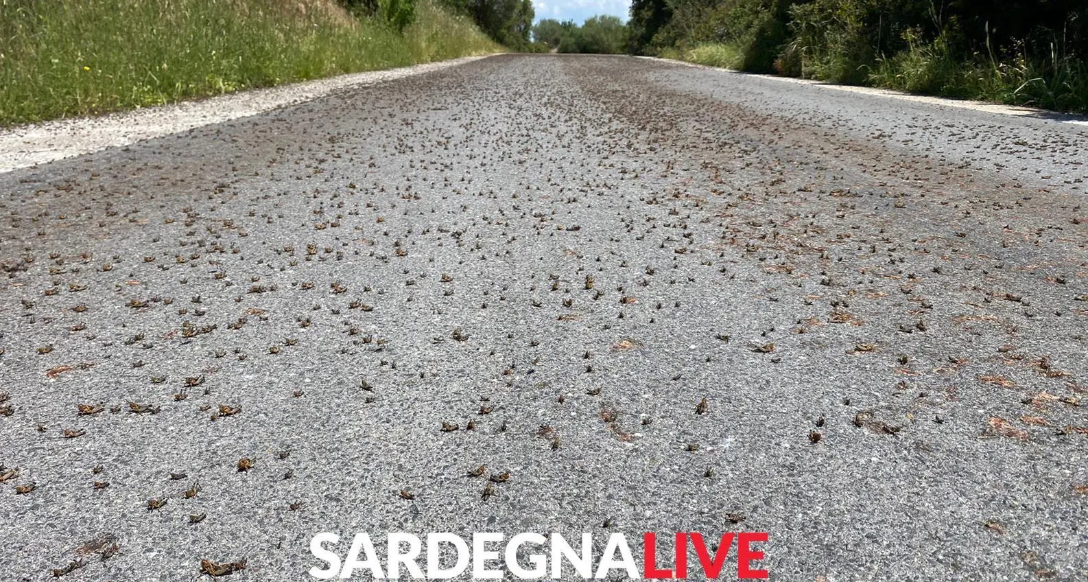 Invasione di cavallette in Sardegna: qui siamo a Ottana